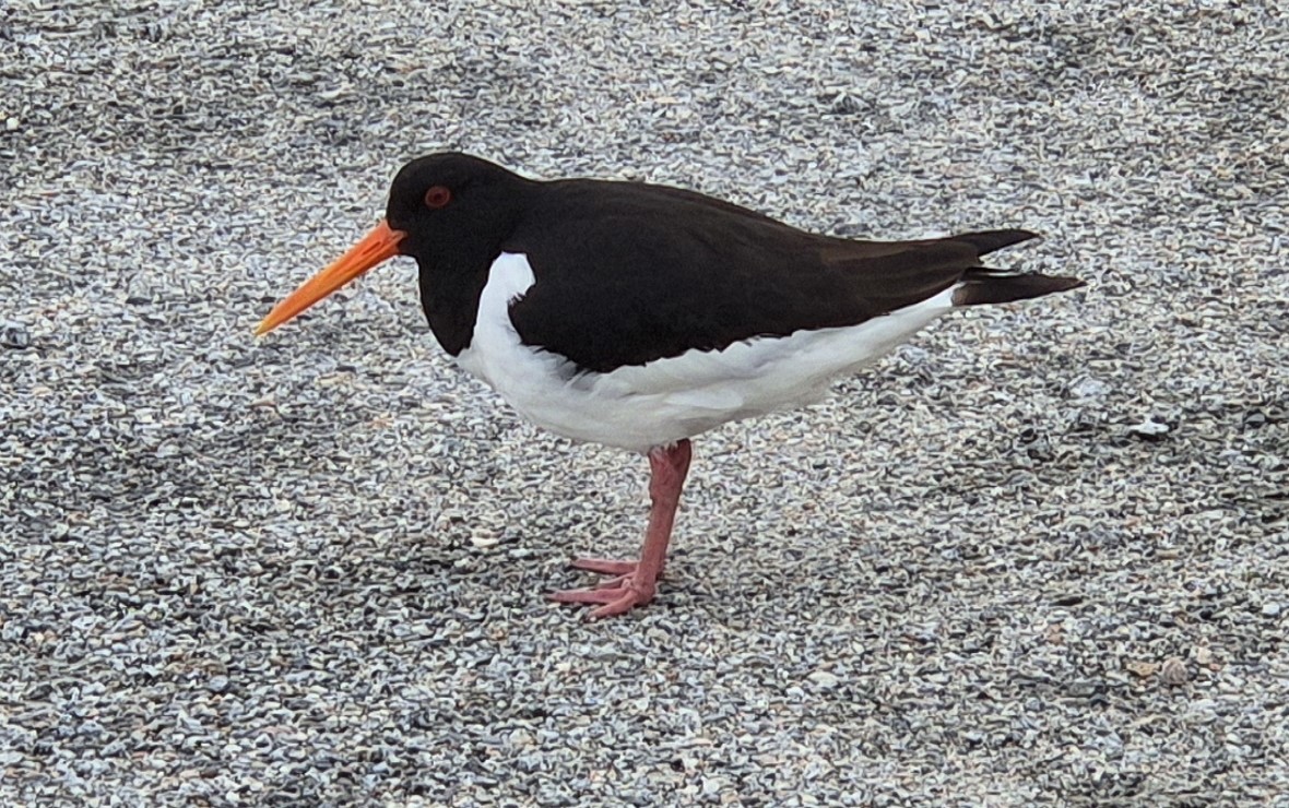 Et tjeldpar hekket i blomsterkassa vår!